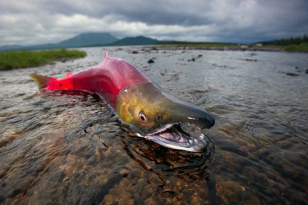 Alaska băng giá tiềm ẩn vẻ đẹp hoang dã