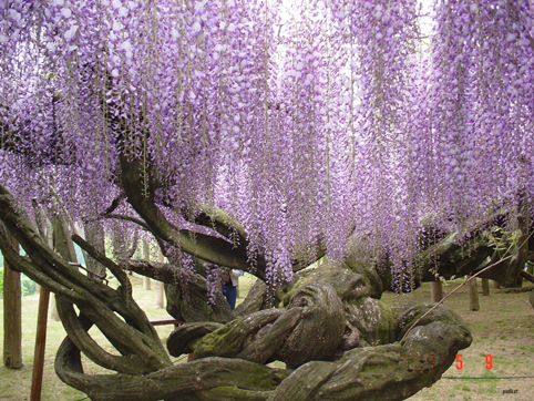 Ngất ngây với vườn hoa Kawachi Fuji, Nhật Bản