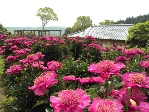 Ngất ngây với vườn hoa Kawachi Fuji, Nhật Bản