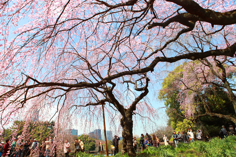 Tokyo ngập tr&agrave;n sắc hoa anh đ&agrave;o