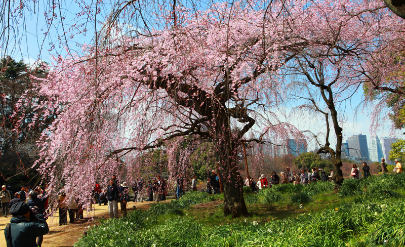Tokyo ngập tr&agrave;n sắc hoa anh đ&agrave;o