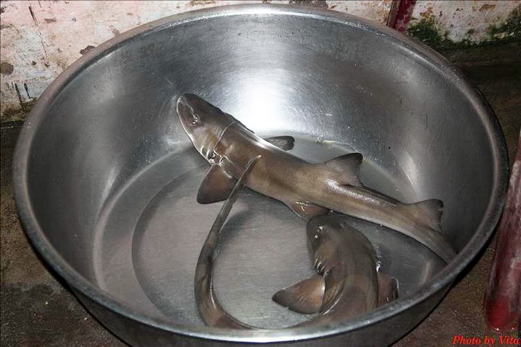 C&aacute; ngh&eacute;o