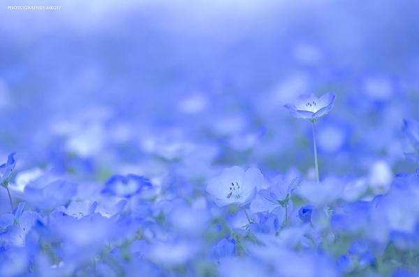 Cánh đồng hoa xanh ở Hitashi3