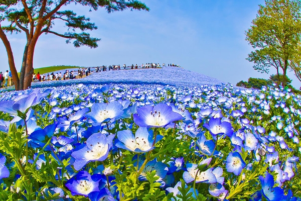 Cánh đồng hoa xanh ở Hitashi7