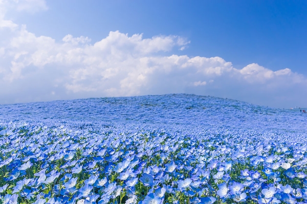 Cánh đồng hoa xanh ở Hitashi9