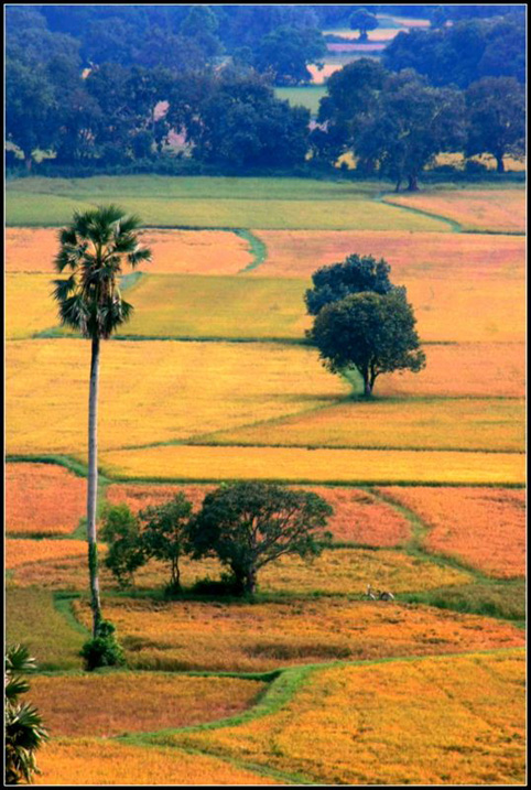 Đắng lòng vẻ đẹp ở An Giang - 9