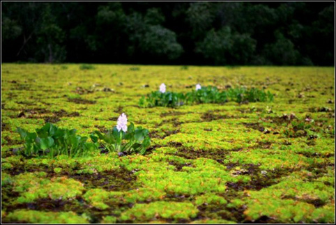 Đắng lòng vẻ đẹp ở An Giang - 6