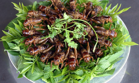 Tắc kè sống ở Tphcm - 10