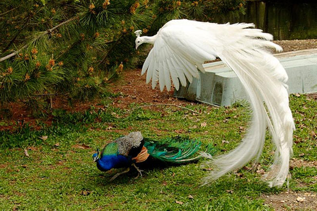 Vũ điệu uyển chuyển của lo&agrave;i c&ocirc;ng