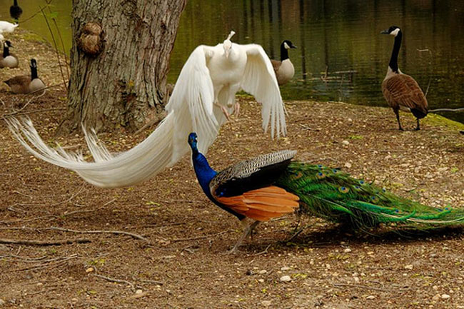 Vũ điệu uyển chuyển của lo&agrave;i c&ocirc;ng