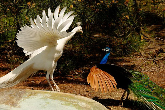 Vũ điệu uyển chuyển của lo&agrave;i c&ocirc;ng