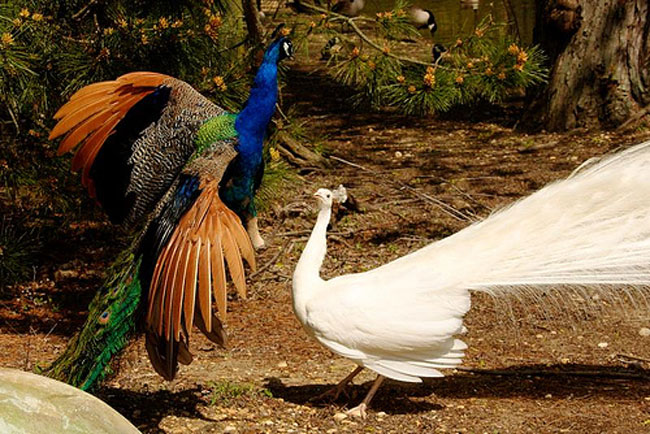 Vũ điệu uyển chuyển của lo&agrave;i c&ocirc;ng