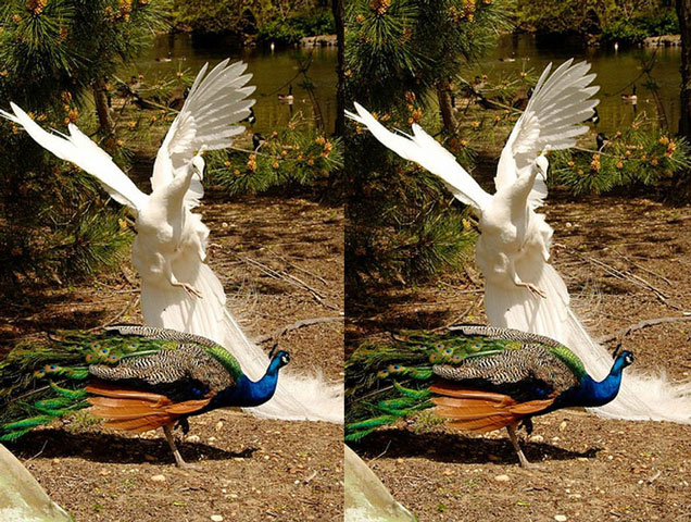 Vũ điệu uyển chuyển của lo&agrave;i c&ocirc;ng