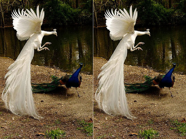 Vũ điệu uyển chuyển của lo&agrave;i c&ocirc;ng