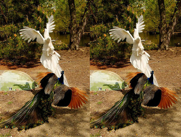 Vũ điệu uyển chuyển của lo&agrave;i c&ocirc;ng