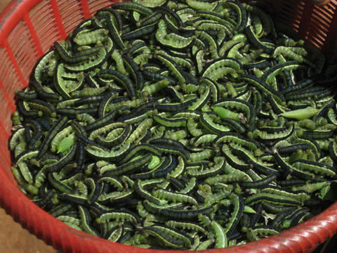 chuyen