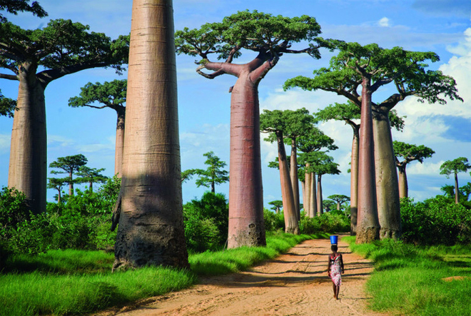 Con đường cây baobab
