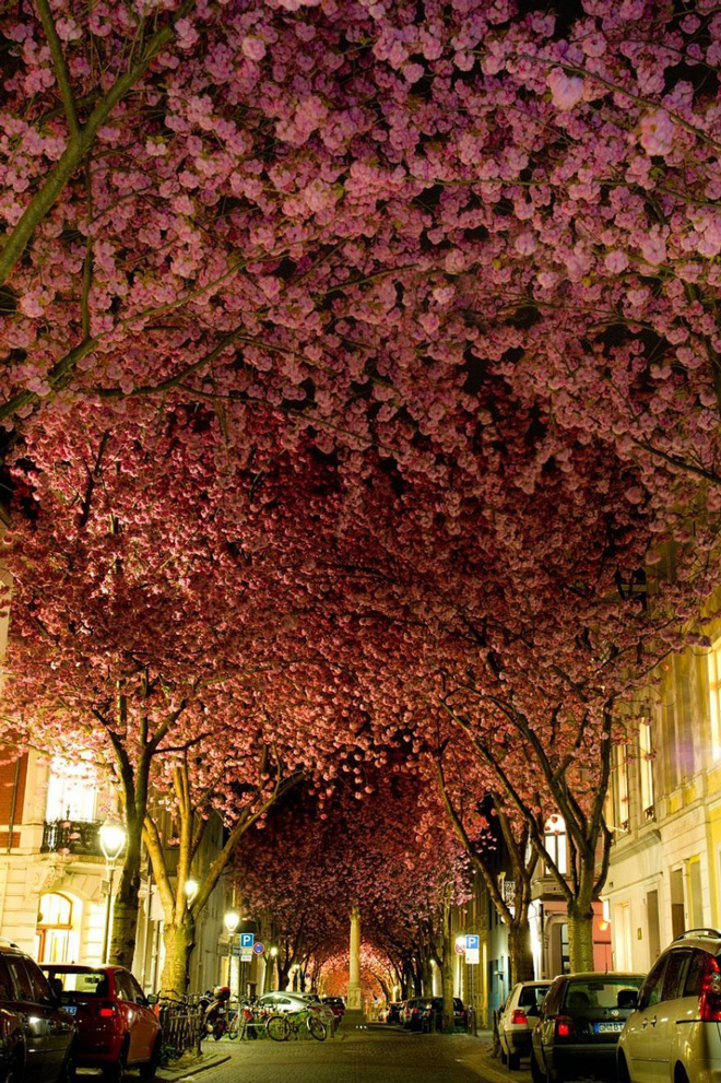 Con đường hoa ở thành phố Bonn