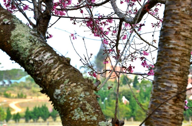 Đ&agrave; Lạt5