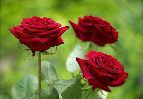 Đ&agrave; Lạt xứ sở hoa hồng v&agrave; sương muối