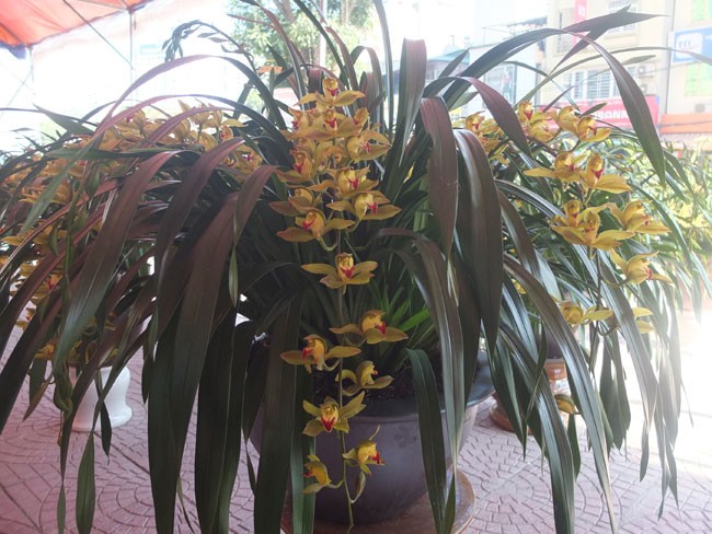 địa lan Đ&agrave; Lạt10