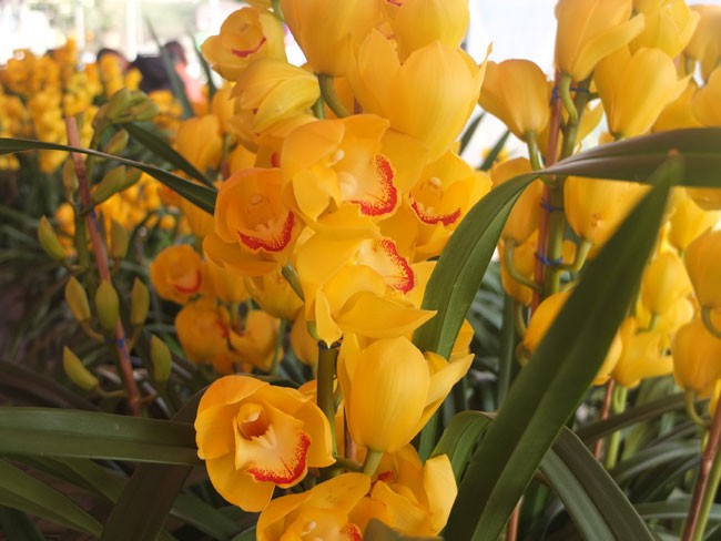 địa lan Đ&agrave; Lạt2