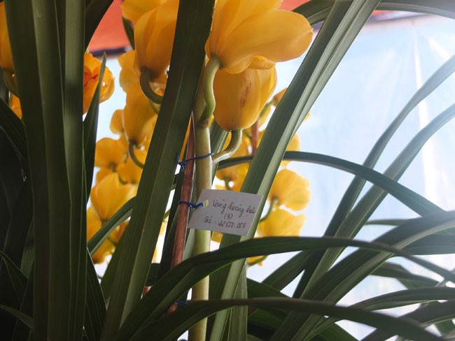 địa lan Đ&agrave; Lạt3