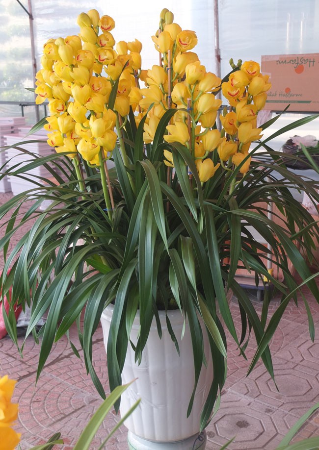 địa lan Đ&agrave; Lạt4