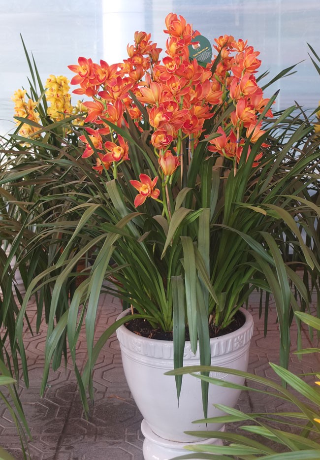 địa lan Đ&agrave; Lạt5