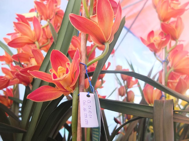 địa lan Đ&agrave; Lạt6