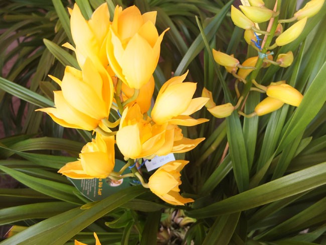 địa lan Đ&agrave; Lạt7