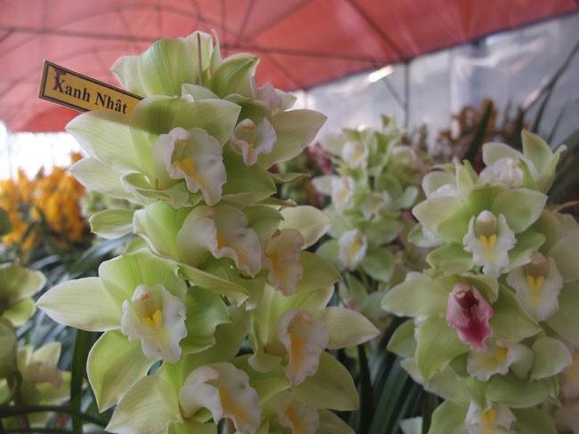 địa lan Đ&agrave; Lạt8