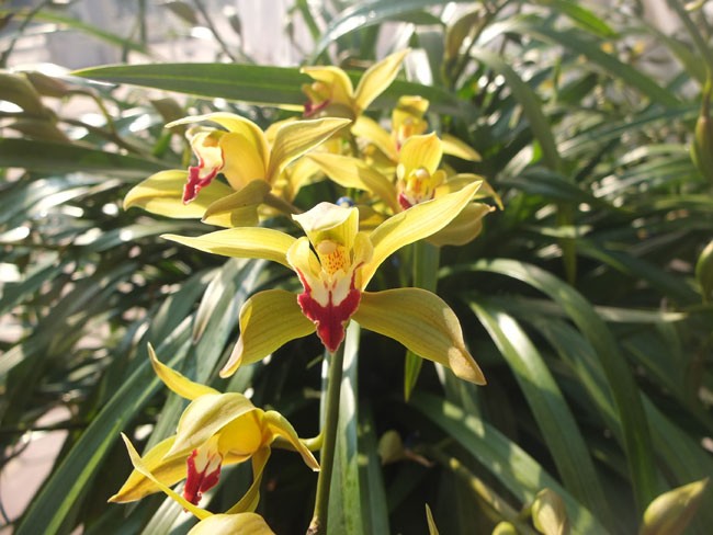 địa lan Đ&agrave; Lạt9