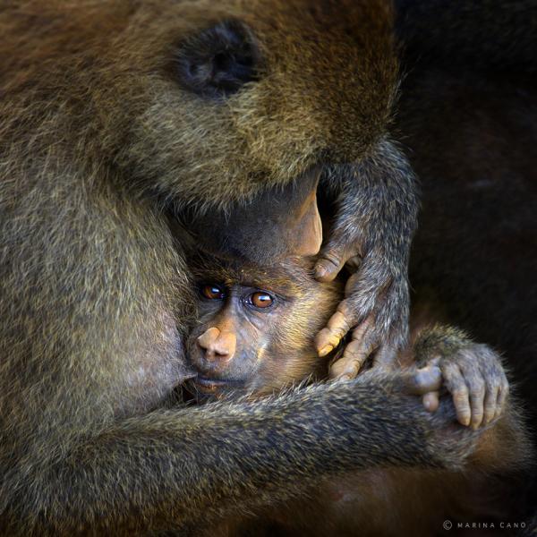 t&igrave;nh y&ecirc;u thương của động vật13