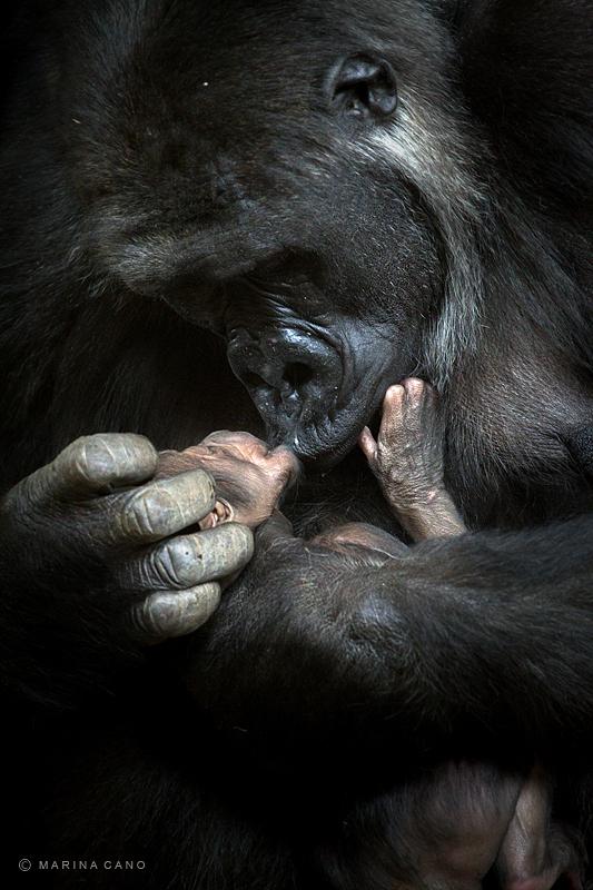 t&igrave;nh y&ecirc;u thương của động vật16