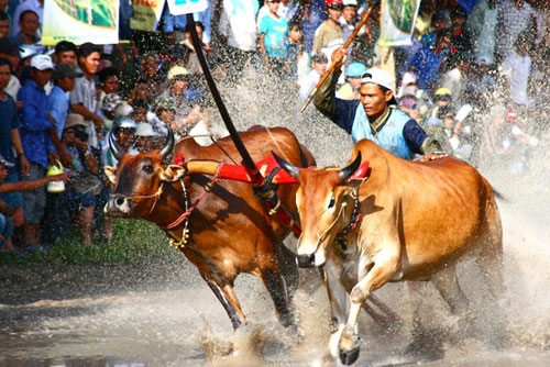 Náo nhiệt tại lễ hội đua bò An Giang