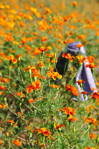  Phi&ecirc;u l&atilde;ng H&agrave; Giang m&ugrave;a c&uacute;c dại
