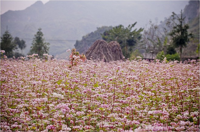 Hoa tam giác mạch, Hà Giang