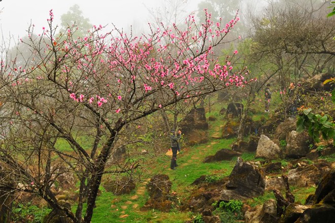 Hoa đào Sapa, Lào Cai