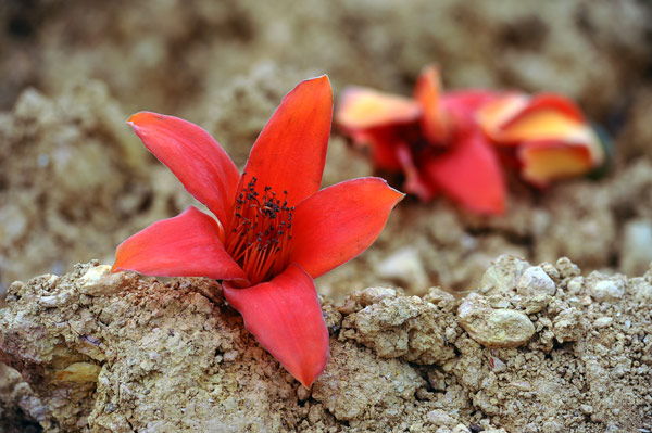 Ngam hoa gao no do ruc lang que