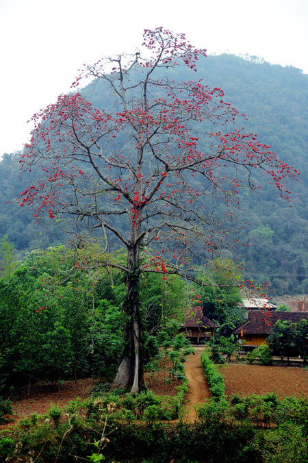 Ngam hoa gao no do ruc lang que