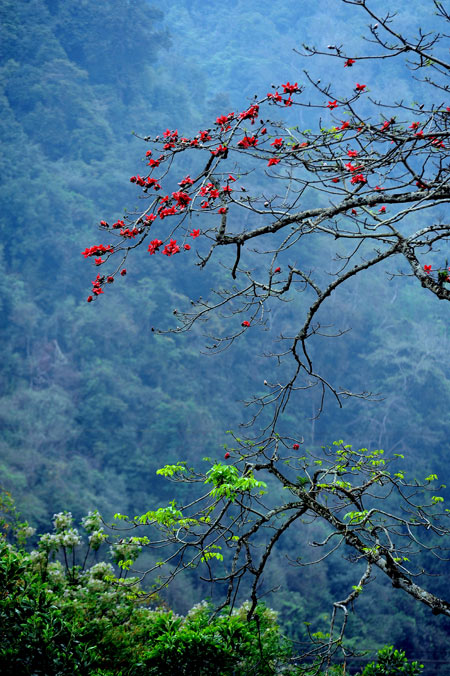 Ngam hoa gao no do ruc lang que