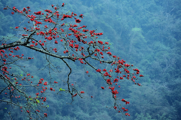 Ngam hoa gao no do ruc lang que