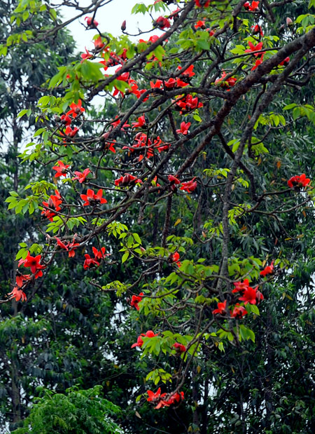 Ngam hoa gao no do ruc lang que