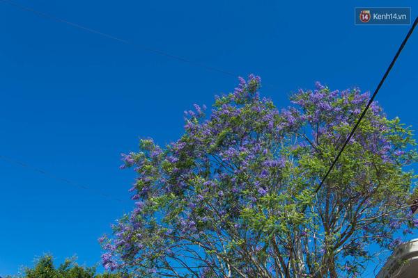 Hoa phượng t&iacute;m nở ở Đ&agrave; Lạt