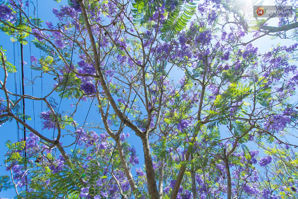 Hoa phượng t&iacute;m nở ở Đ&agrave; Lạt