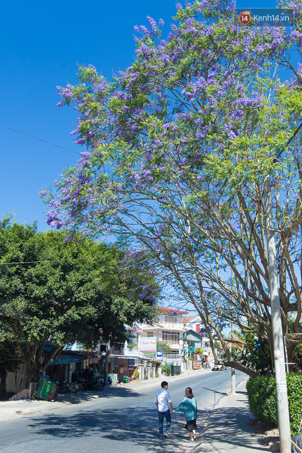 Hoa phượng t&iacute;m nở ở Đ&agrave; Lạt