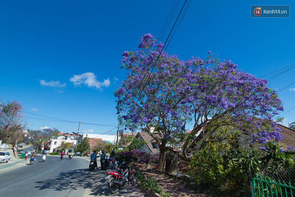 Hoa phượng t&iacute;m nở ở Đ&agrave; Lạt