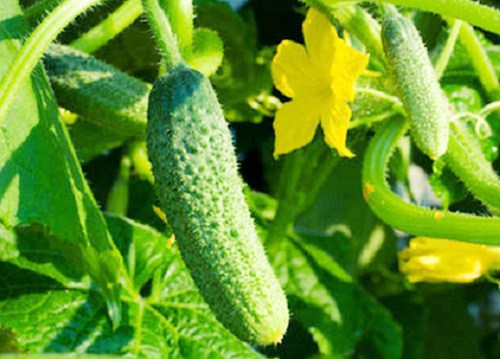 Thực phẩm cấm kỵ với dưa chuột Thực phẩm cấm kỵ với dưa chuột