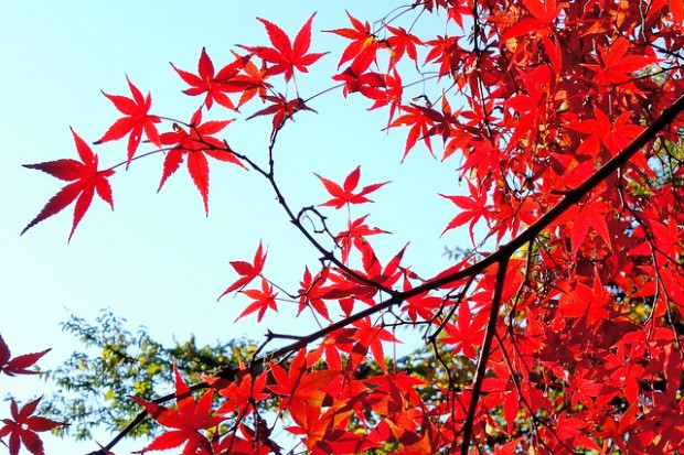 Mùa thu tuyệt đẹp với sắc lá vàng, lá đỏ của những cây gỗ thích